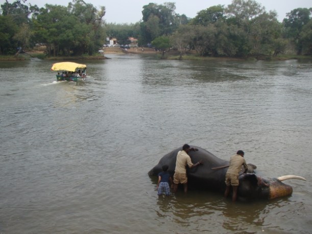 Dubare, Elephant Bathing